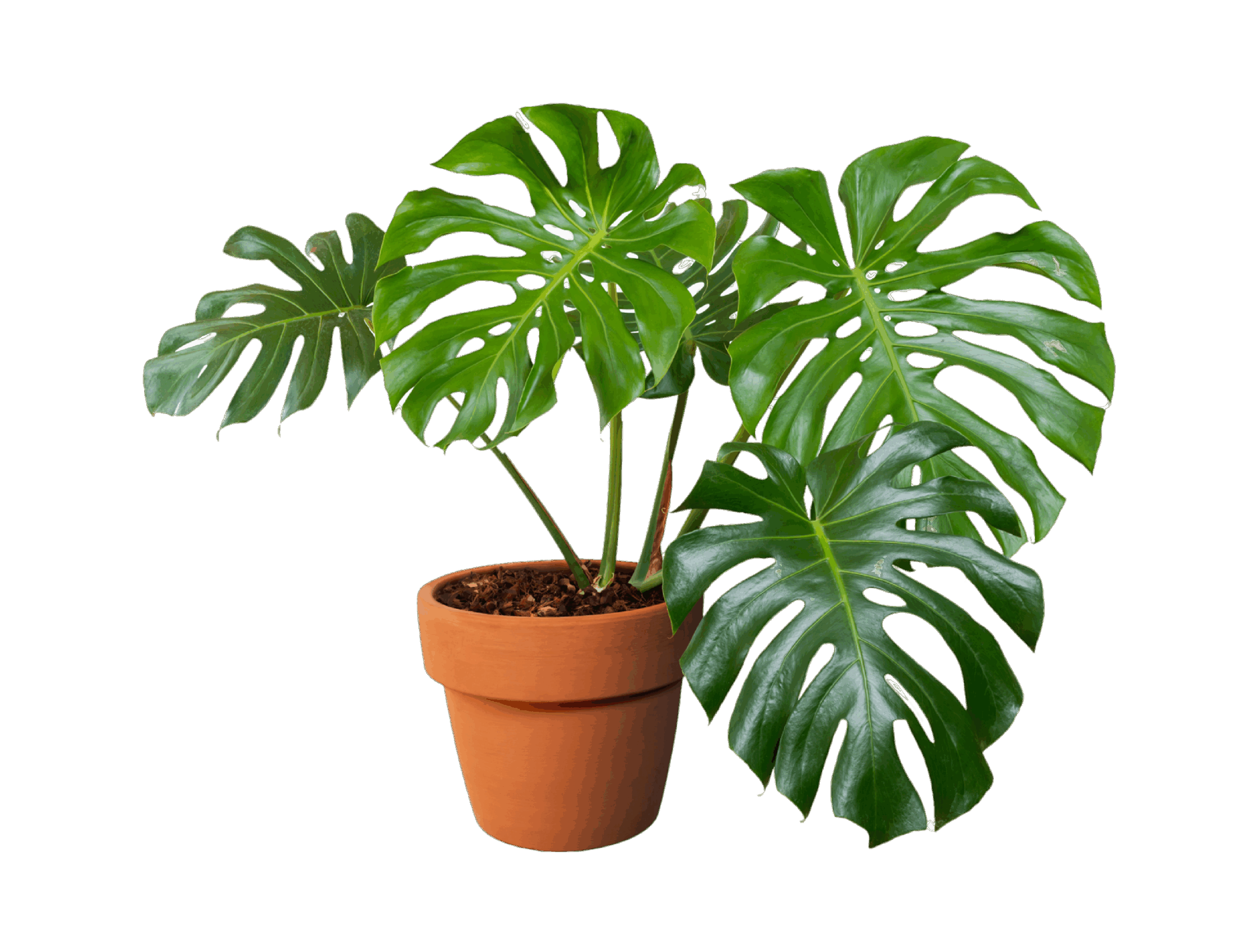 macetero